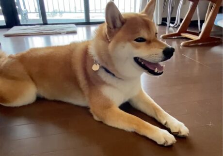 ハルくん、畳舐めました。柴犬子犬ハルのワンダフルライフ