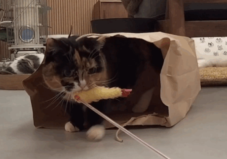 敏腕ハンター、おこげ。ちくわとおこげ、三毛猫コンビ記。