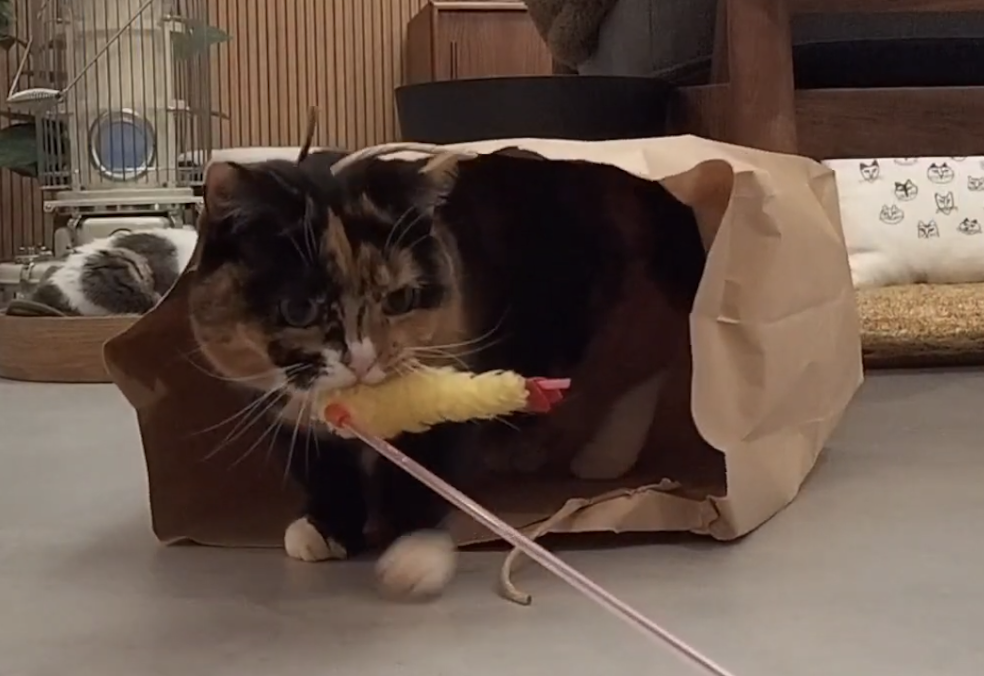 敏腕ハンター、おこげ。【ちくわとおこげ、三毛猫コンビ記。vol.9】