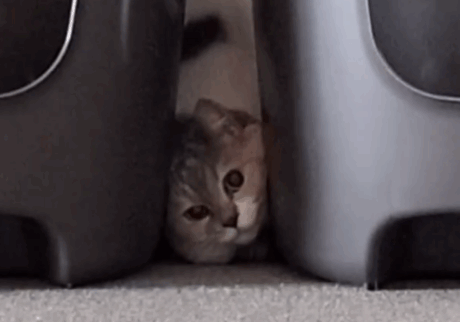 ちくわの脱出劇。ちくわとおこげ、三毛猫コンビ記。ちくわおこげ 三毛猫