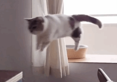わたちの特技、披露します！ちくわとおこげ、三毛猫コンビ記。 三毛猫 ちくわ おこげ