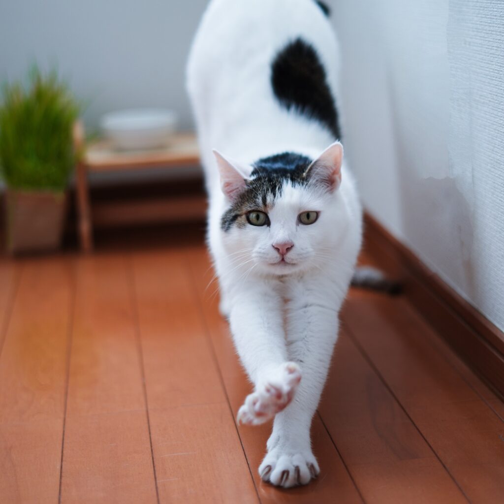 のびーーんとしながら、ハジメマシテ。 ぽくあむ 保護猫 | のびーーんとしながら、ハジメマシテのごあいさつをしちゃうよ。ぼくの名前はぽくあむ。今日からよろしくね。