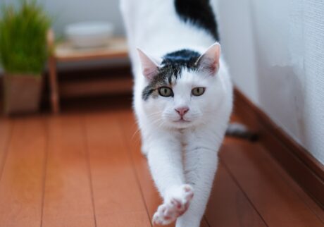 のびーーんとしながら、ハジメマシテ。 ぽくあむ 保護猫 | のびーーんとしながら、ハジメマシテのごあいさつをしちゃうよ。ぼくの名前はぽくあむ。今日からよろしくね。