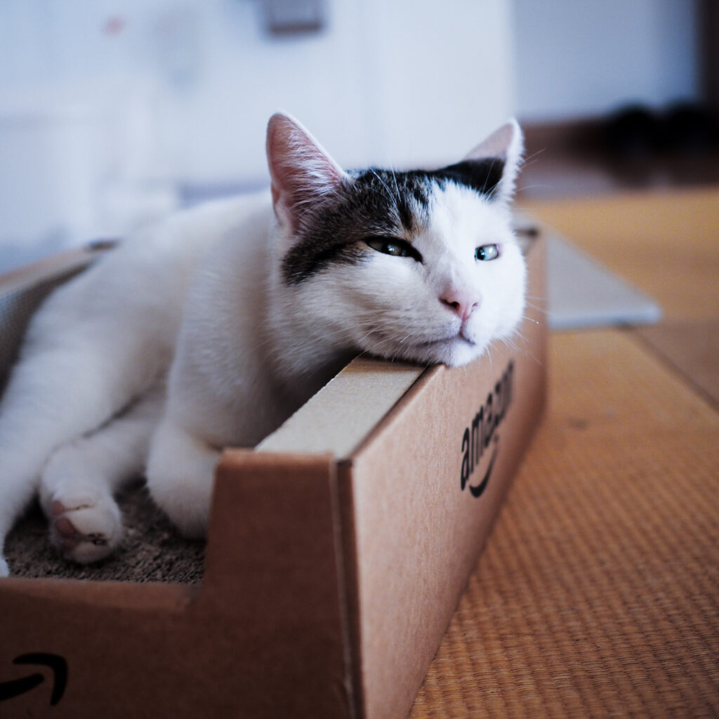 のびーーんとしながら、ハジメマシテ。 ぽくあむ 保護猫 | ぼくにシンデレラフィットの爪とぎボックス。あごのせスタイルもできる優れモノだよ。
