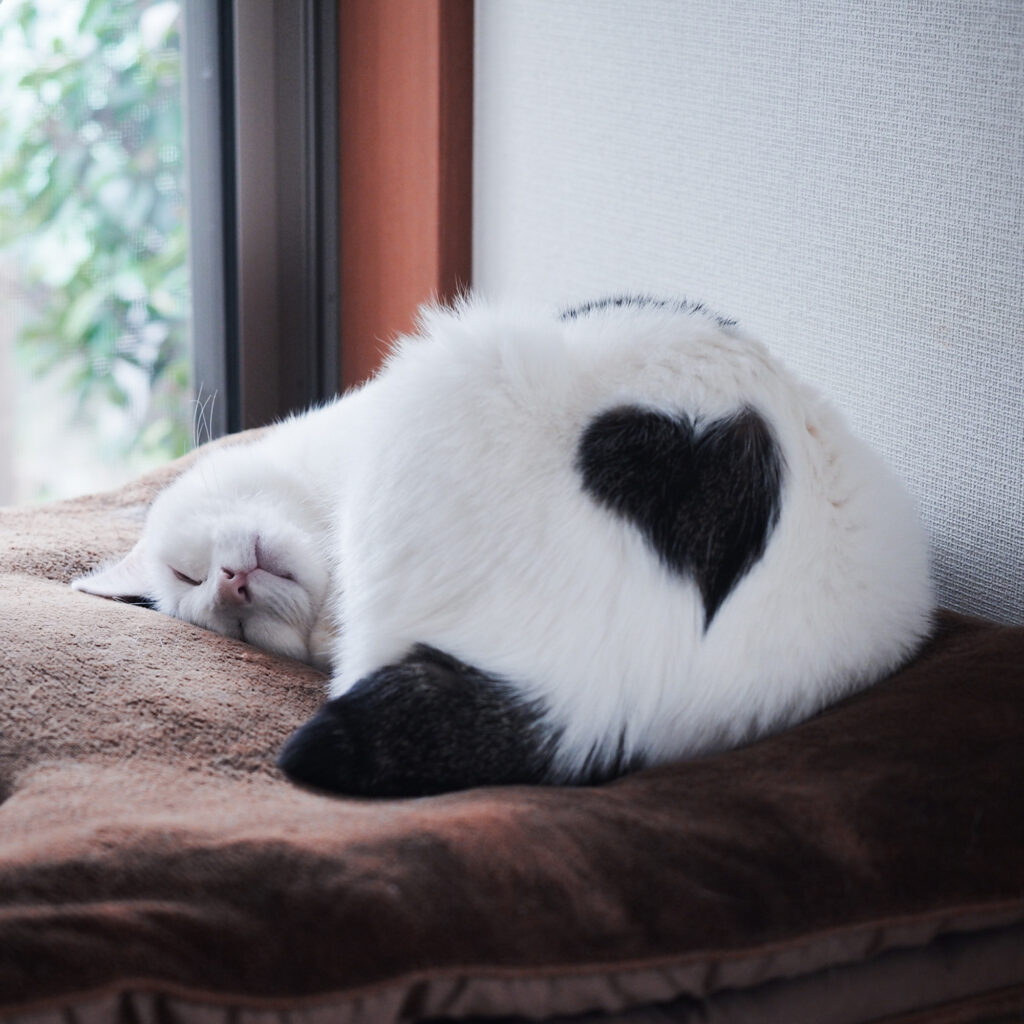 のびーーんとしながら、ハジメマシテ。 ぽくあむ 保護猫 | 風に揺れる葉っぱや鳥さんを眺めながらウトウト……。ここもお気に入りの場所なんだ。
