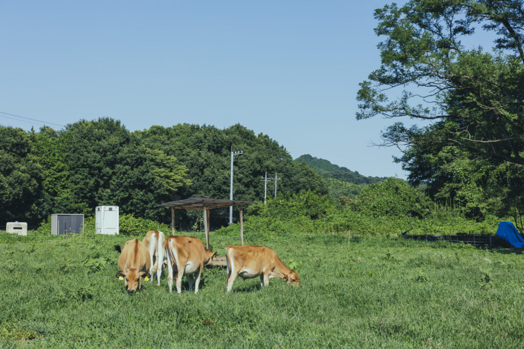 牛がストレスなく生活できるよう、搾乳以外の時間は放牧。餌になる牧草は季節ごとに成分が変化するため、ミルクの風味も、夏はさっぱり、冬は濃厚な味わいになるという。