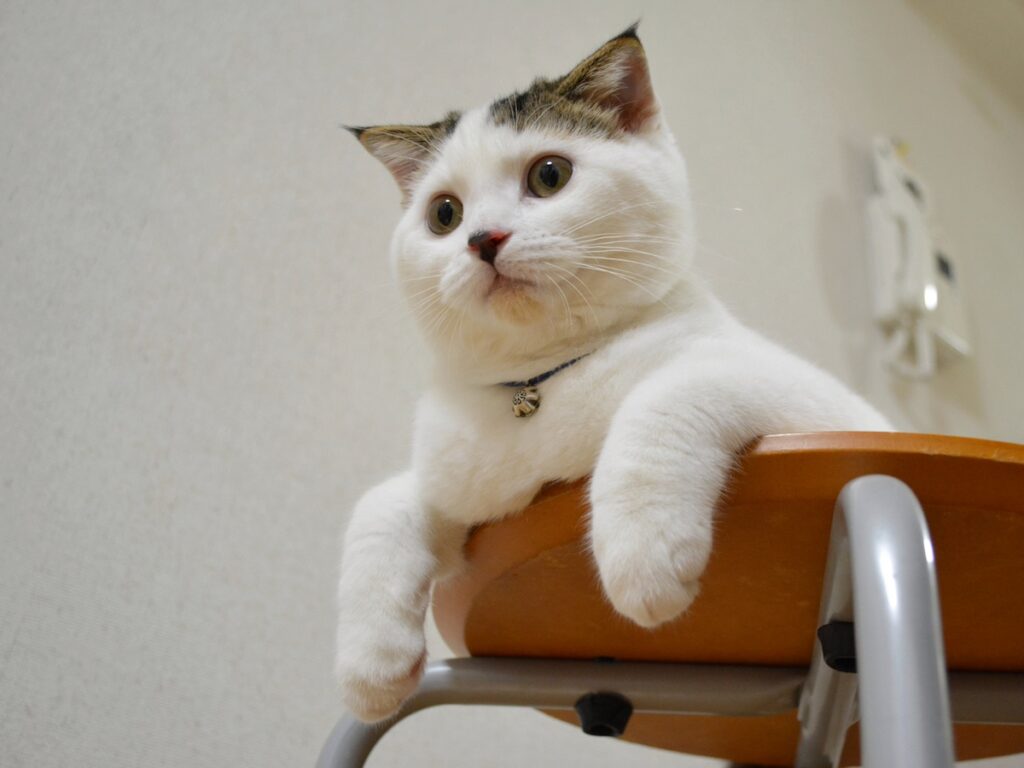 ねこ草NGの、赤ちゃんのオレ。【いなほ、オレ物語。vol.243】 スコティッシュフォールド いなほ