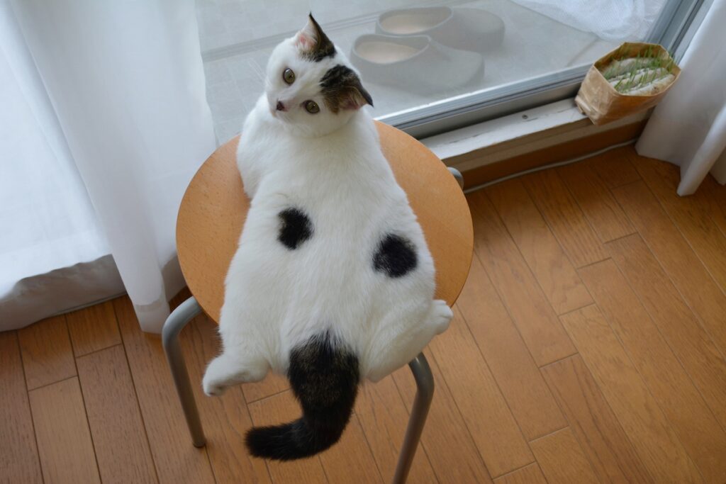 ねこ草NGの、赤ちゃんのオレ。【いなほ、オレ物語。vol.243】スコティッシュフォールド いなほ