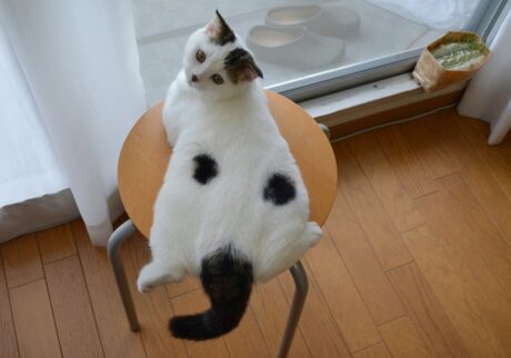 ねこ草NGの、赤ちゃんのオレ。【いなほ、オレ物語。vol.243】スコティッシュフォールド いなほ