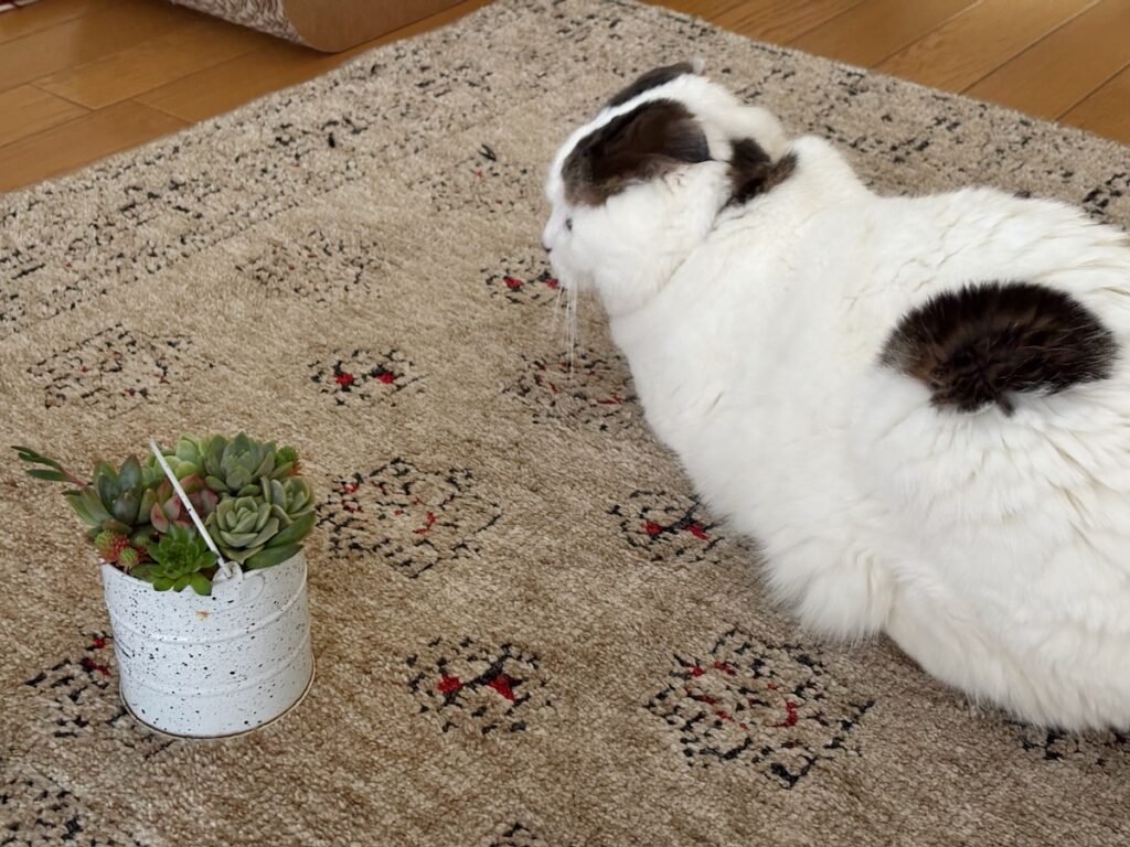 多肉ちゃんに、スリスリ。【いなほ、オレ物語。vol.243】スコティッシュフォールド いなほ | 飼い主が何か不思議なものをもらってきた。なんや、これは！ 多肉植物？ なにそれおいしいの?