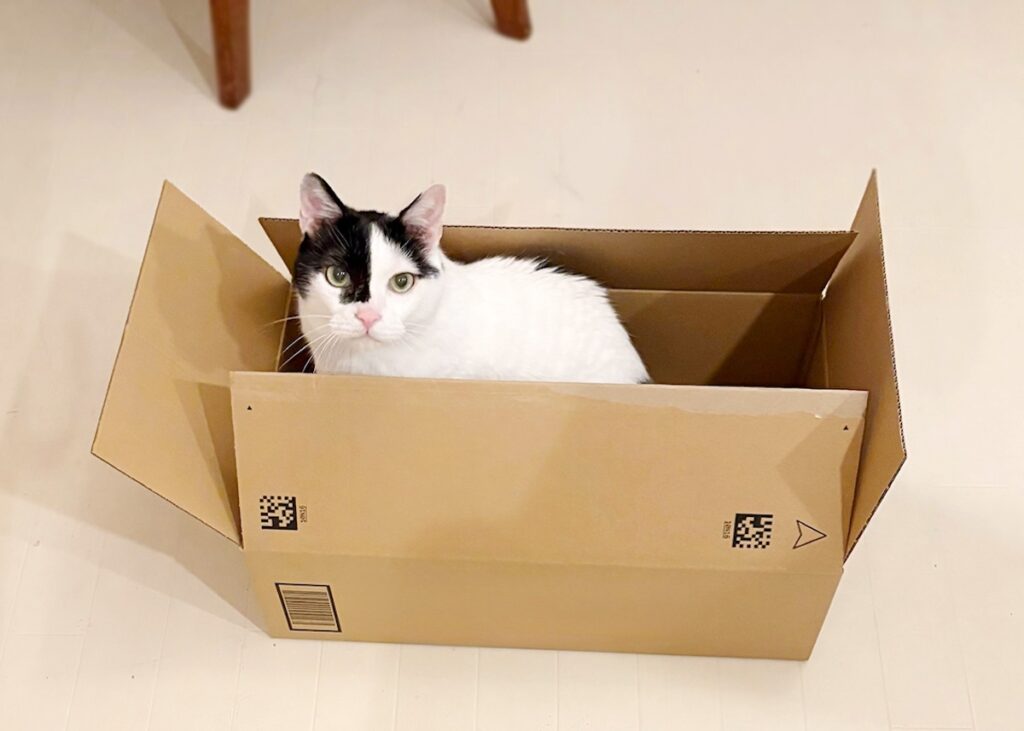 ダンボール箱がいちばん。【〈LOISIR〉デザイナー・前田敬子による、保護猫・えいたと暮らす日常。 vol.82】白黒猫 ハチワレ えいた