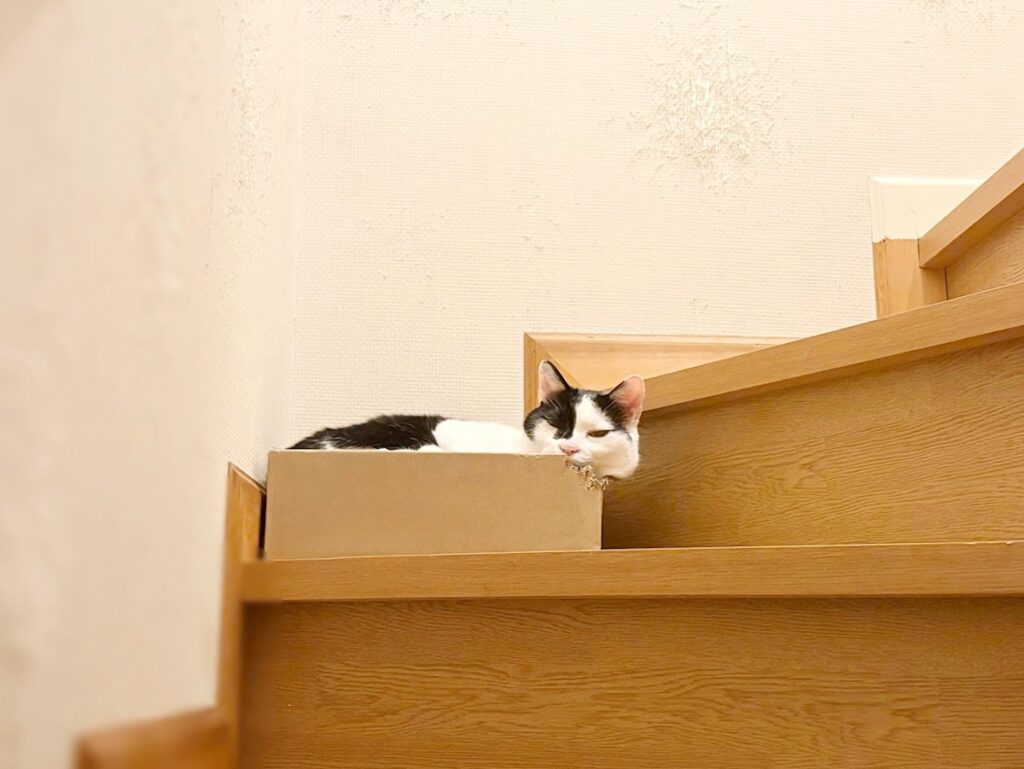 ダンボール箱がいちばん。【〈LOISIR〉デザイナー・前田敬子による、保護猫・えいたと暮らす日常。 vol.82】白黒猫 ハチワレ えいた