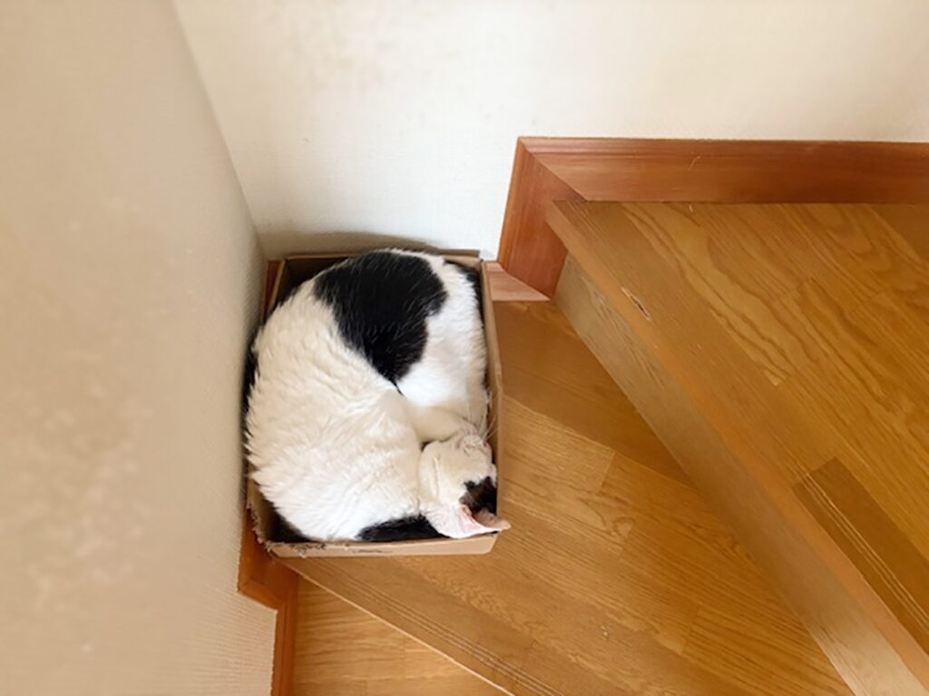 ダンボール箱がいちばん。【〈LOISIR〉デザイナー・前田敬子による、保護猫・えいたと暮らす日常。 vol.82】白黒猫 ハチワレ えいた