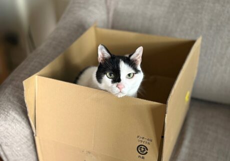 ダンボール箱がいちばん。【〈LOISIR〉デザイナー・前田敬子による、保護猫・えいたと暮らす日常。 vol.82】白黒猫 ハチワレ えいた