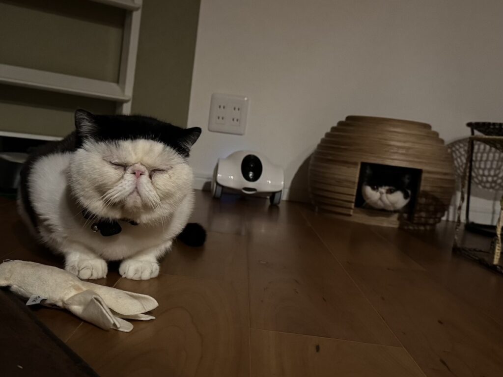 ぺちゃんこ顔族の宿命。【おちょこ、ぽのぽのだより。vol.219】白黒猫 エキゾチックショートヘア おちょこ ちろり | おちょこ「これはね、僕たち“ぺちゃんこ顔族の宿命”なんだよ。鼻がぺちゃんこだから、涙が出ちゃうんだ」ちろり「だから、毎日何度も香ちゃん（ママ）がお目目を拭いてくれるのね」