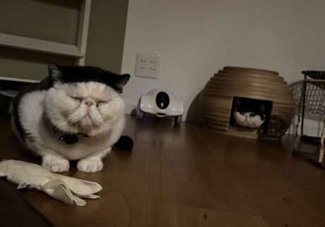 ぺちゃんこ顔族の宿命。【おちょこ、ぽのぽのだより。vol.219】白黒猫 エキゾチックショートヘア おちょこ ちろり | おちょこ「これはね、僕たち“ぺちゃんこ顔族の宿命”なんだよ。鼻がぺちゃんこだから、涙が出ちゃうんだ」ちろり「だから、毎日何度も香ちゃん（ママ）がお目目を拭いてくれるのね」