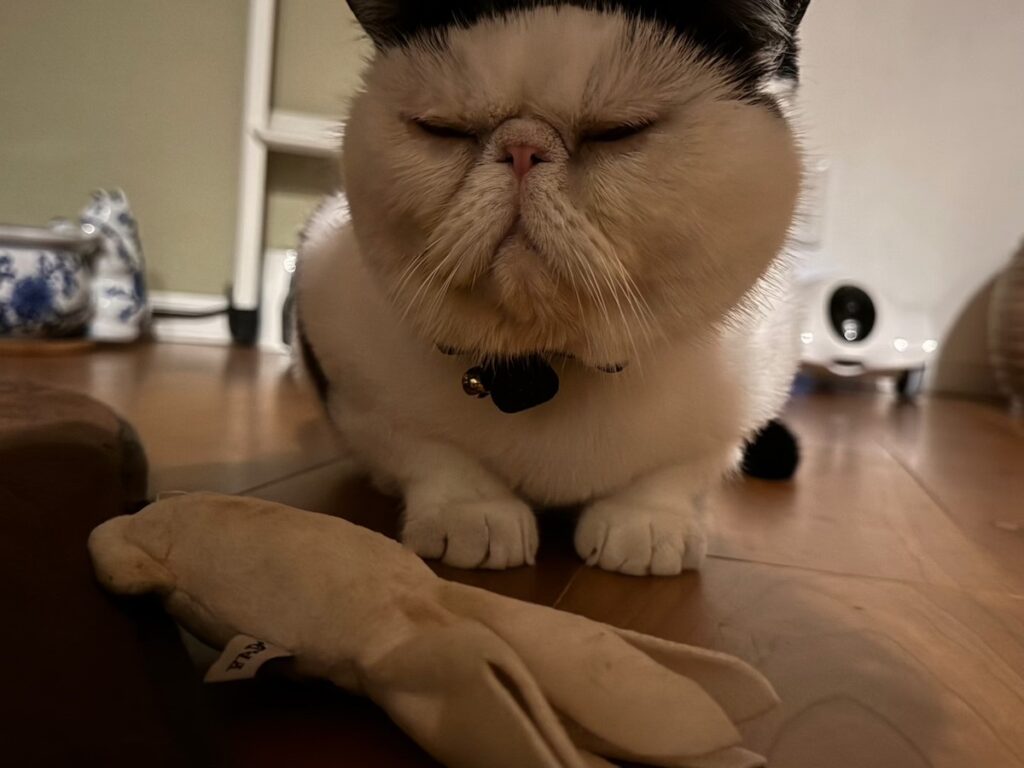ぺちゃんこ顔族の宿命。【おちょこ、ぽのぽのだより。vol.219】白黒猫 エキゾチックショートヘア おちょこ ちろり | おちょこ「香ちゃん、早く起きてきて、僕たちのお目目を拭いてくれないかなー、ぽのぽの」