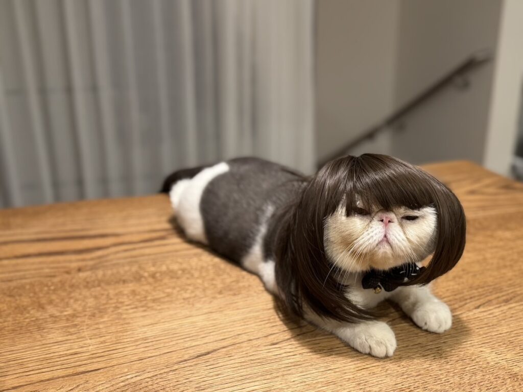 違和感ゼロでしょ？【おちょこ、ぽのぽのだより。vol.216】白黒猫 エキゾチックショートヘア おちょこ ちろり