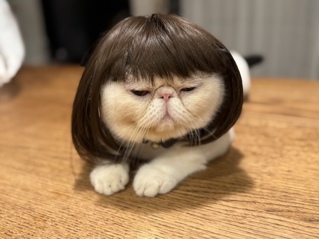 違和感ゼロでしょ？【おちょこ、ぽのぽのだより。vol.216】白黒猫 エキゾチックショートヘア おちょこ ちろり