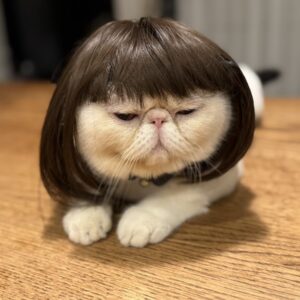 違和感ゼロでしょ？【おちょこ、ぽのぽのだより。vol.216】白黒猫 エキゾチックショートヘア おちょこ ちろり | 右からのアングルからの……、
