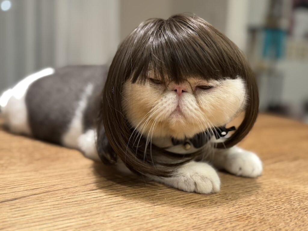 違和感ゼロでしょ？【おちょこ、ぽのぽのだより。vol.216】白黒猫 エキゾチックショートヘア おちょこ ちろり