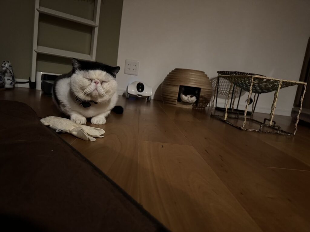 ぺちゃんこ顔族の宿命。【おちょこ、ぽのぽのだより。vol.219】白黒猫 エキゾチックショートヘア おちょこ ちろり | おちょこ「むむむ、目がしぱしぱするぞ」ちろり「お父ちゃん大丈夫？」