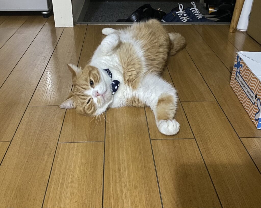 スーパーにゃんに変身！【とろろ、もふもふDays。vol.138】とろろ ハチワレ とろろ | こうやって、おててを挙げてお空を飛び回り、