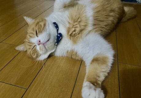 スーパーにゃんに変身！【とろろ、もふもふDays。vol.138】とろろ ハチワレ とろろ | 世界中のにゃんこ達のヒーローに……zzz
