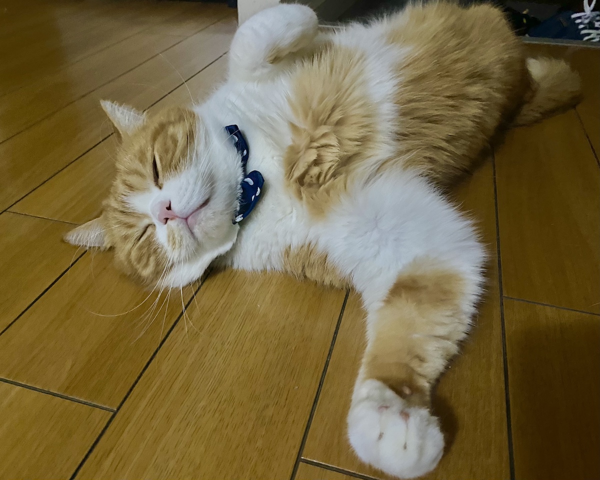 スーパーにゃんに変身！【とろろ、もふもふDays。vol.141】