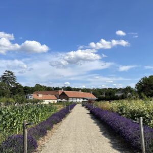 ラベンダー真っ盛りの6月。正面に見えるのがレストランの建物。 川村明子