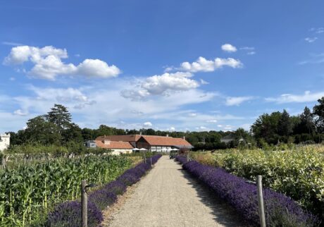 ラベンダー真っ盛りの6月。正面に見えるのがレストランの建物。 川村明子