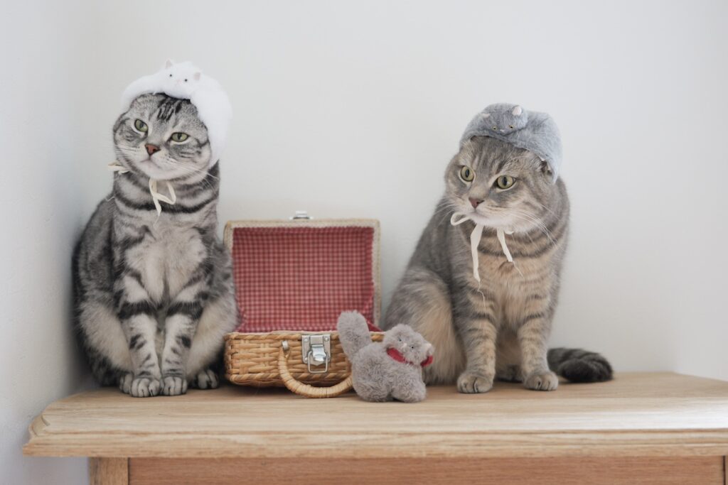 世界ねこ日は◯◯に変身。アメリカンショートヘア スコティッシュフォールド ししゃも しらす | ししゃも（左）「今日は世界ねこの日。世界中のねこさんたちが、穏やかで、しあわせに過ごせる毎日が、ずっと続きますように」　しらす（右）「僕も願ってるよ」
