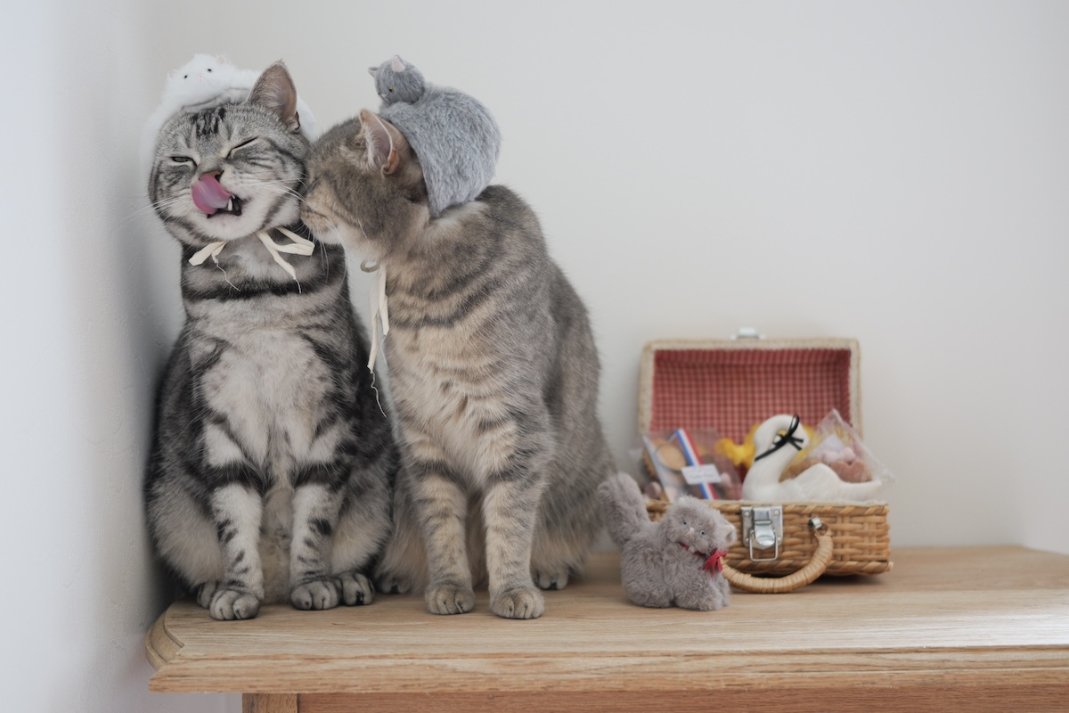 世界ねこ日は◯◯に変身。【ししゃもとしらす、今日のふたりごと。vol.7】