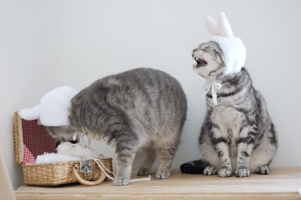 たまには、ねこ以外も。アメリカンショートヘア スコティッシュフォールド ししゃも しらす | しらす（左）「今日は、探偵ごっこして遊ぶよ。はいっ、これ付けてね。変装は大事だよ！」　ししゃも（右）「うさぎになってるけど……、目立つと思うんだよね」