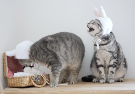 たまには、ねこ以外も。アメリカンショートヘア スコティッシュフォールド ししゃも しらす | しらす（左）「今日は、探偵ごっこして遊ぶよ。はいっ、これ付けてね。変装は大事だよ！」　ししゃも（右）「うさぎになってるけど……、目立つと思うんだよね」