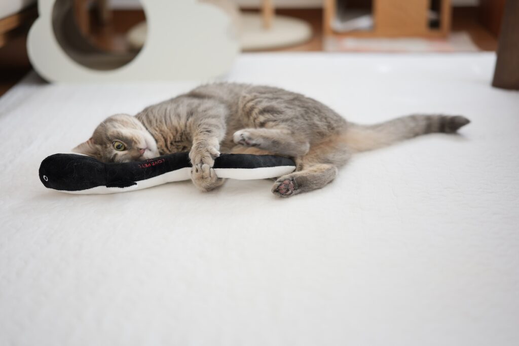 たまには、ねこ以外も。アメリカンショートヘア スコティッシュフォールド ししゃも しらす | しらす「今度はウナギの真似っこ。こうすればカイヌシに気づかれないでしょ？」