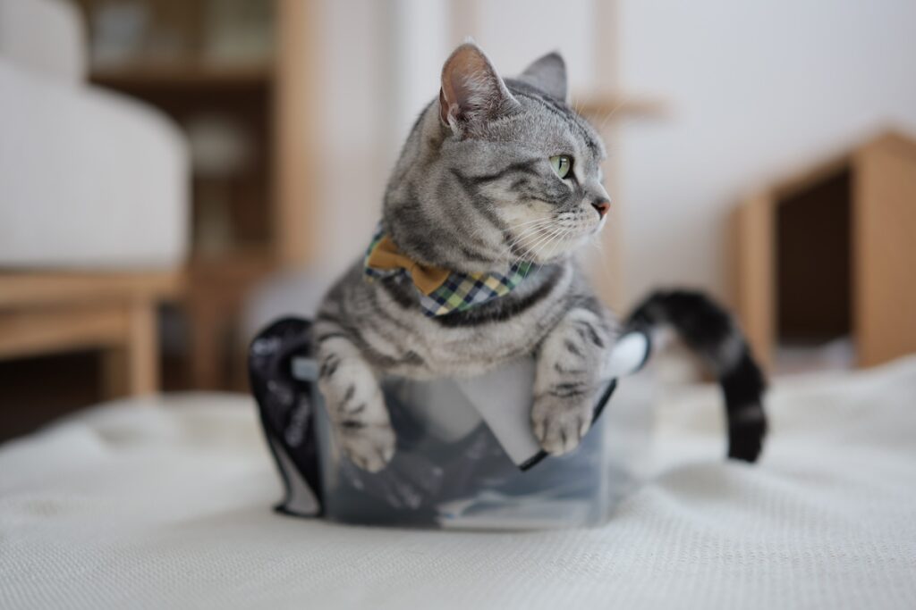たまには、ねこ以外も。アメリカンショートヘア スコティッシュフォールド ししゃも しらす | ししゃも「これはカイヌシのカメラをしまう箱だ！ ついでに、僕のモフ毛だらけにしておこう」