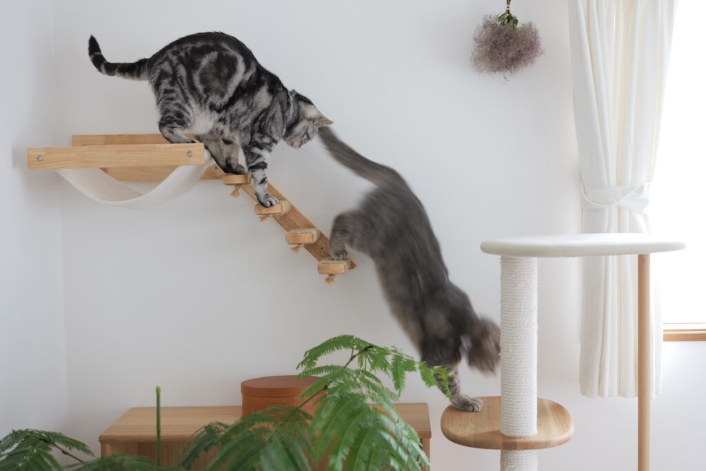 たまには、ねこ以外も。アメリカンショートヘア スコティッシュフォールド ししゃも しらす | ししゃも（左）「オヤツだって！！」　しらす（右）「探偵よりオヤツだよね」