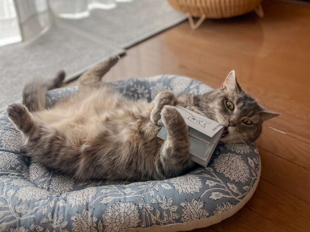 ししゃもの読みきかせ会。アメリカンショートヘア スコティッシュフォールド ししゃも しらす | しらす「ああ、本を読むより、読んでもらう方が向いてるよ〜」