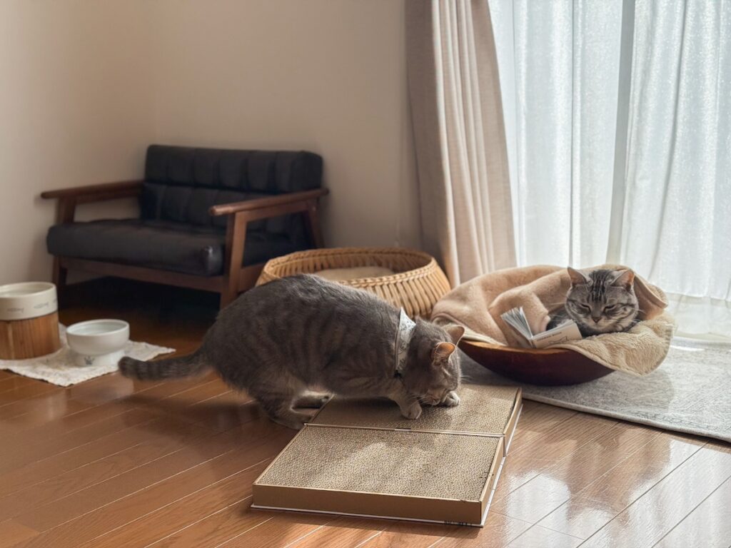 ししゃもの読みきかせ会。アメリカンショートヘア スコティッシュフォールド ししゃも しらす | ししゃも（右）「僕でよければ、いつでも読んであげ……、聞いてないでしょ」　しらす（左）「……聞こえてる。聞いてるよ。でも、なんかガリガリしたくなっちゃう」