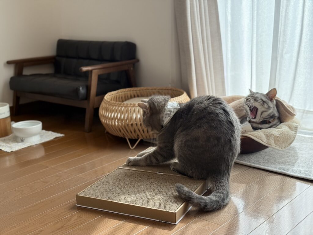 ししゃもの読みきかせ会。アメリカンショートヘア スコティッシュフォールド ししゃも しらす | しらす（左）「楽しくなってきたーー！」　ししゃも（右）「そのリズムで、僕の睡魔が呼び出されちゃった」