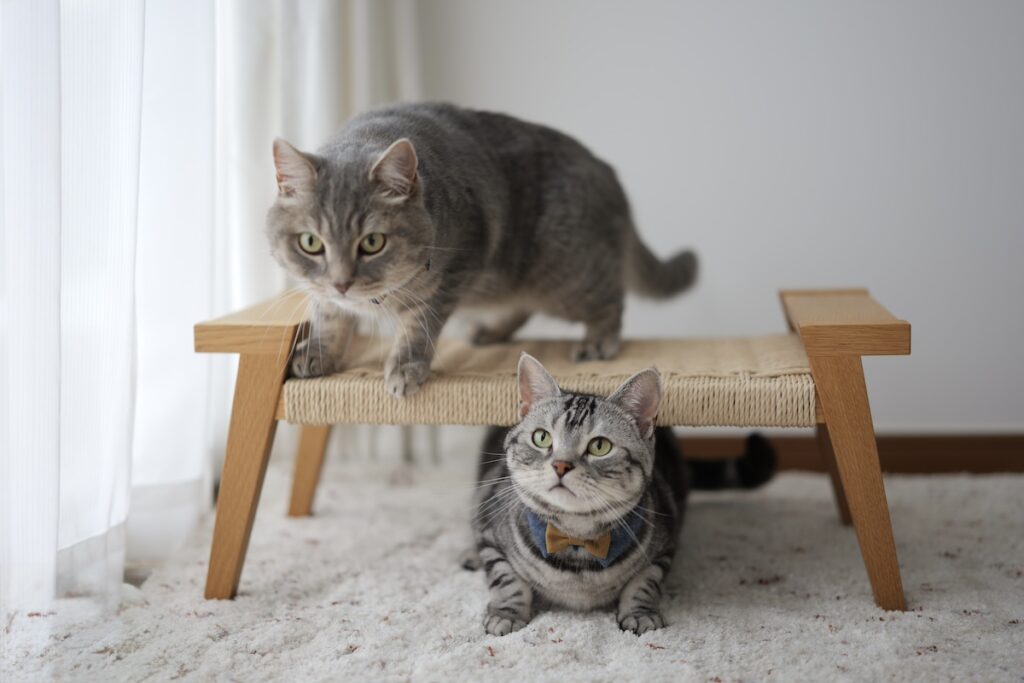 お別れの挨拶をするはずが……。 (最終回) | ししゃも・しらす「……え？ オヤツ？？」