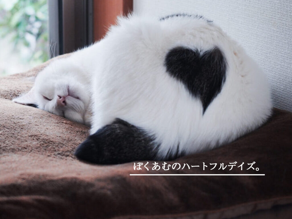 ぽくあむのハートフルデイズ。 白黒猫
