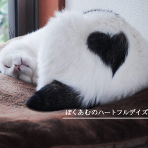 ぽくあむのハートフルデイズ。 白黒猫