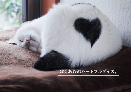 ぽくあむのハートフルデイズ。 白黒猫
