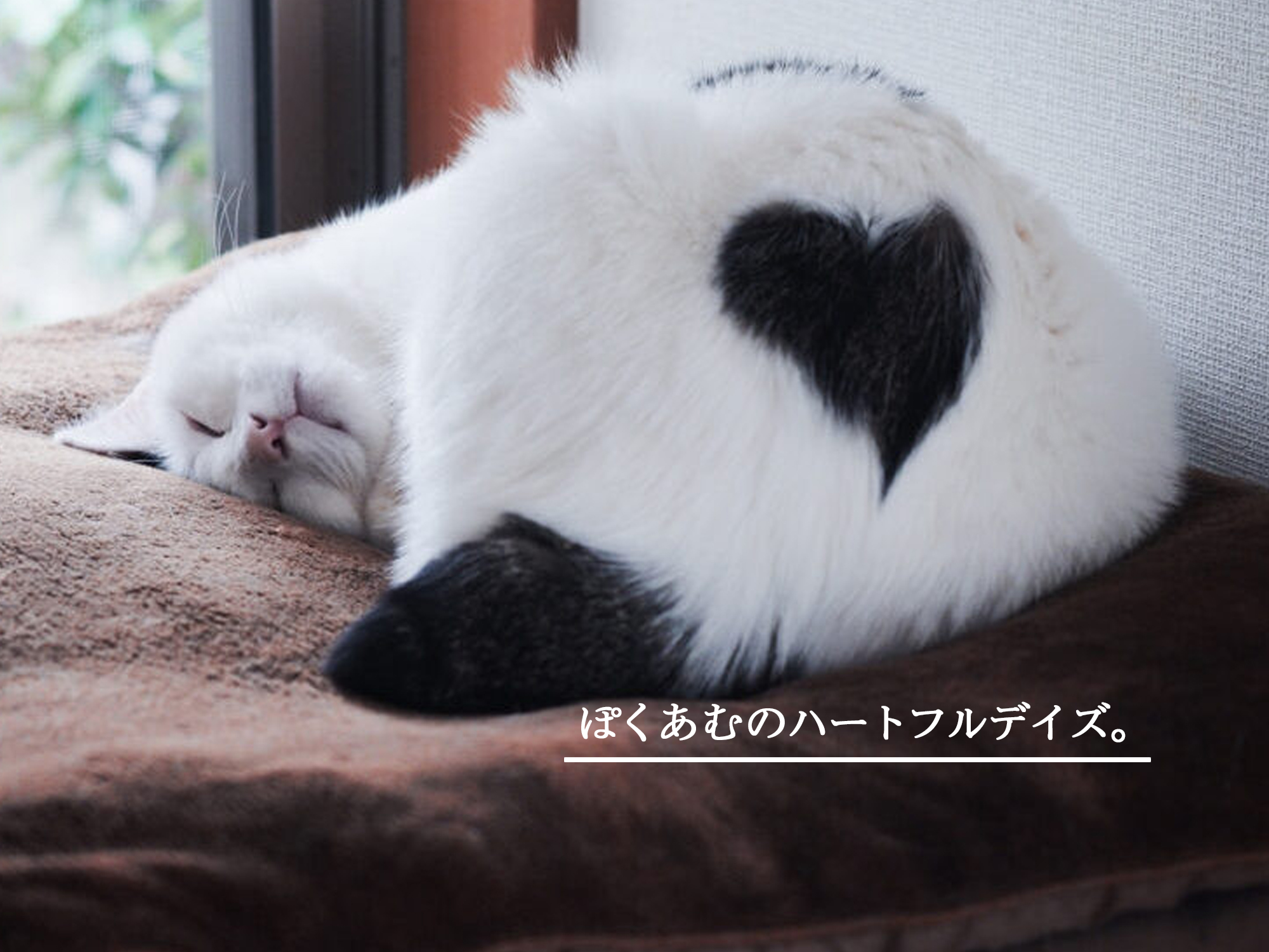 ぽくあむのハートフルデイズ。 | & Premium (アンド プレミアム)