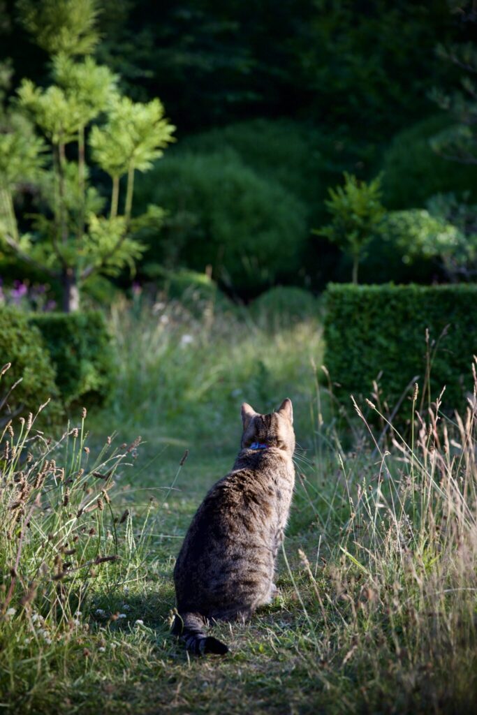自宅の庭過ごす、夏のひととき。写真と文：ジェイク・ホーブソン (〈ニワキ〉ファウンダー)