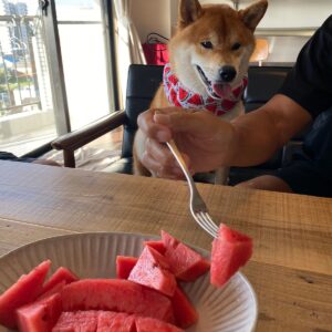 ハルくん、スイカください。柴犬子犬ハルのワンダフルライフ