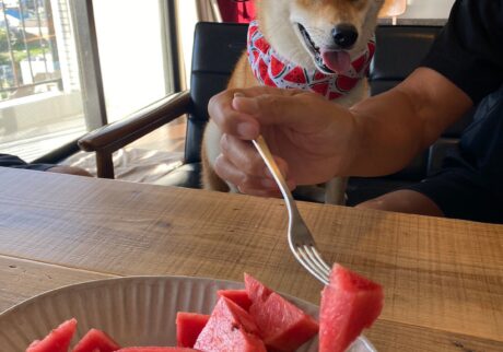 ハルくん、スイカください。柴犬子犬ハルのワンダフルライフ