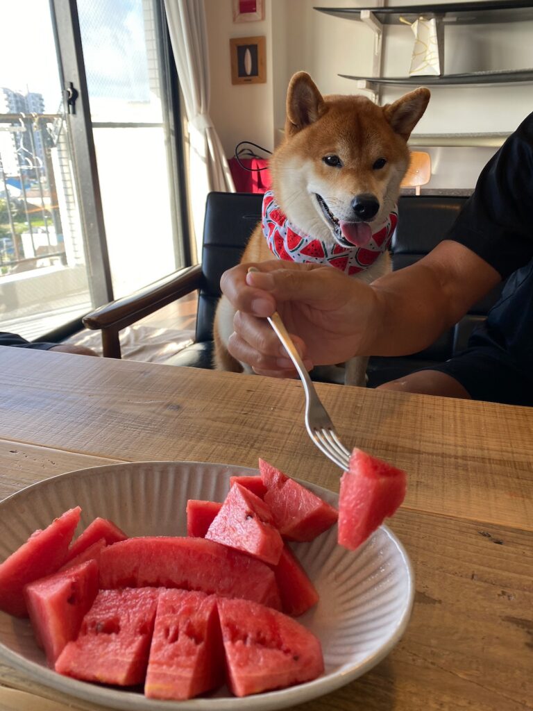 ハルくん、スイカください。柴犬子犬ハルのワンダフルライフ